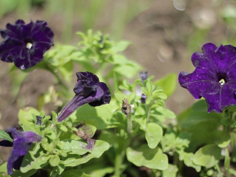 32.	Petúnia (Petunia spp.)
Data da fotografia: 11/06/2018
Utilidade/ função na horta: Hospedeira de insetos auxiliares; as suas flores atraem os polinizadores.